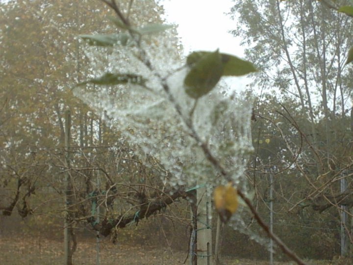 Goccioline di nebbia di silviebeba