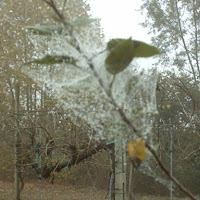 Goccioline di nebbia di 