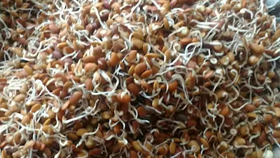 Starfresh Horse Gram Sprouts Prepack About 100 Gm