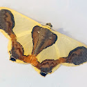 Geometer Moth