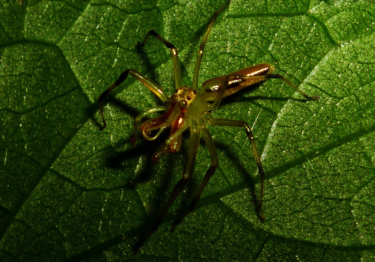 Magnolia Green Jumping Spider