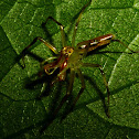 Magnolia Green Jumping Spider