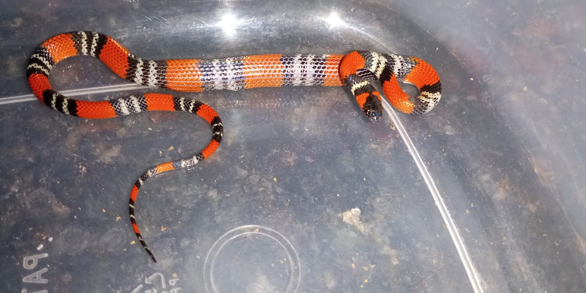 Southern Coral Snake; Amazon Lava Lizard