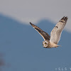 Short-eared owl