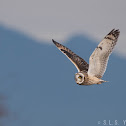 Short-eared owl