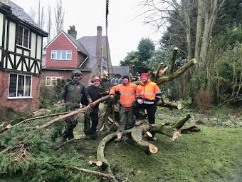 A look of relief when we finally removed  a large macrocarpa that had fallen on the house album cover