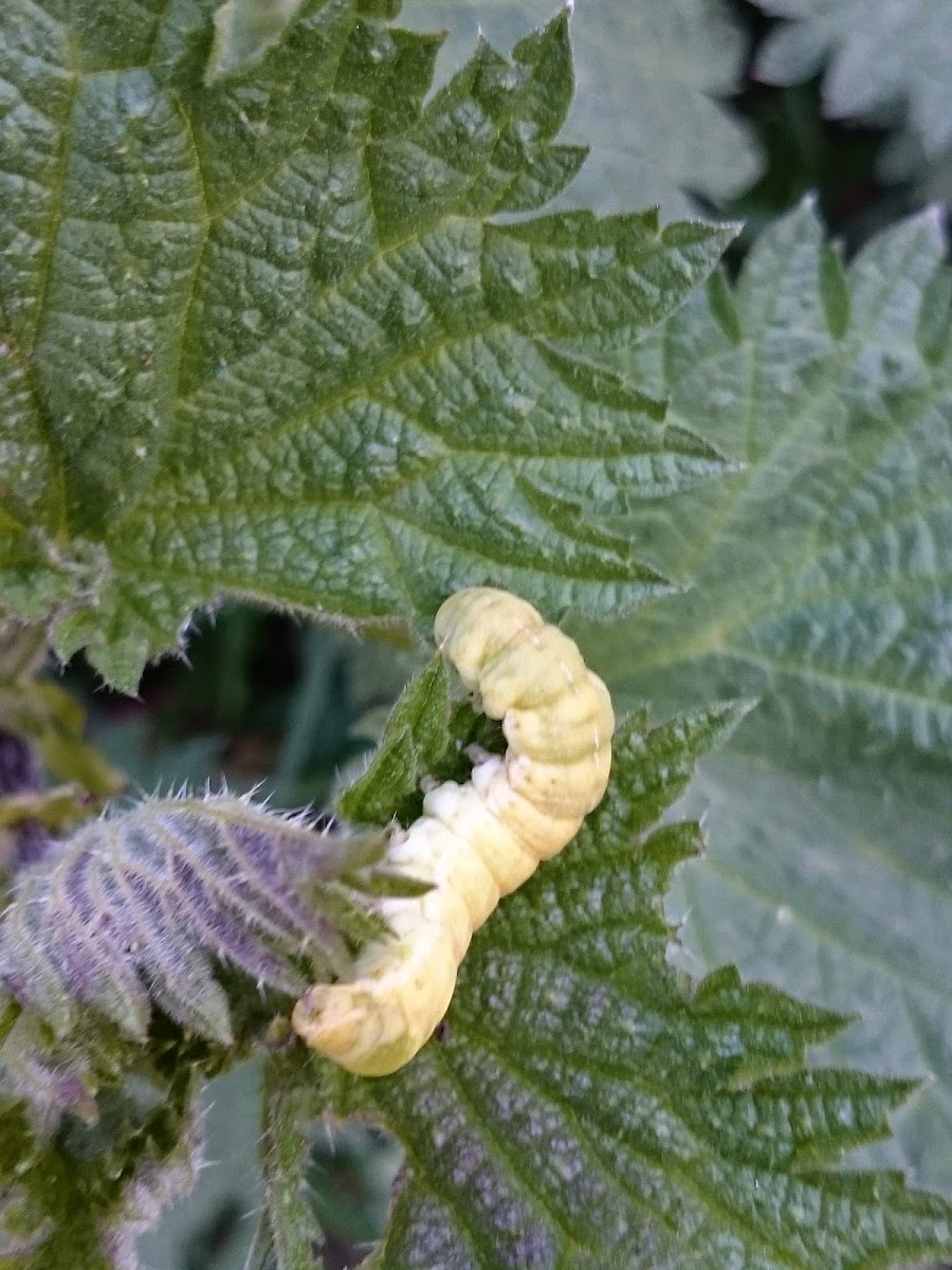 Angle Shades caterpillar