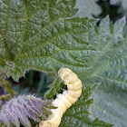 Angle Shades caterpillar