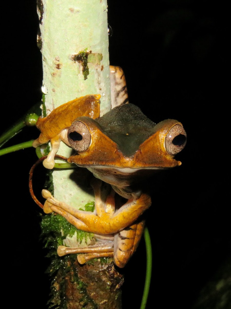 File-Eared Tree Frog / Borneo Eared Frog