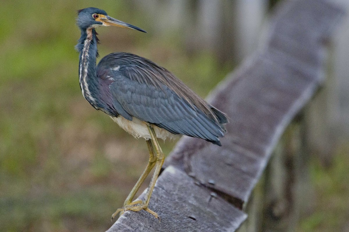 Tricolored Heron