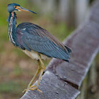 Tricolored Heron