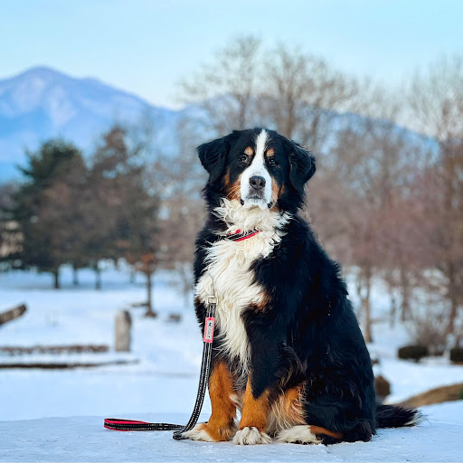 エクリプスクロス Gk1wのバーニーズマウンテンドッグ 愛犬と散歩 チーズパスタ カーポート プラス気温じゃないと洗車できない に関するカスタム メンテナンスの投稿画像 車のカスタム情報はcartune