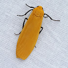 Yellow Underwing Lichen Moth