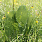 prairie dock