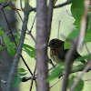 Robin (Juvenile)