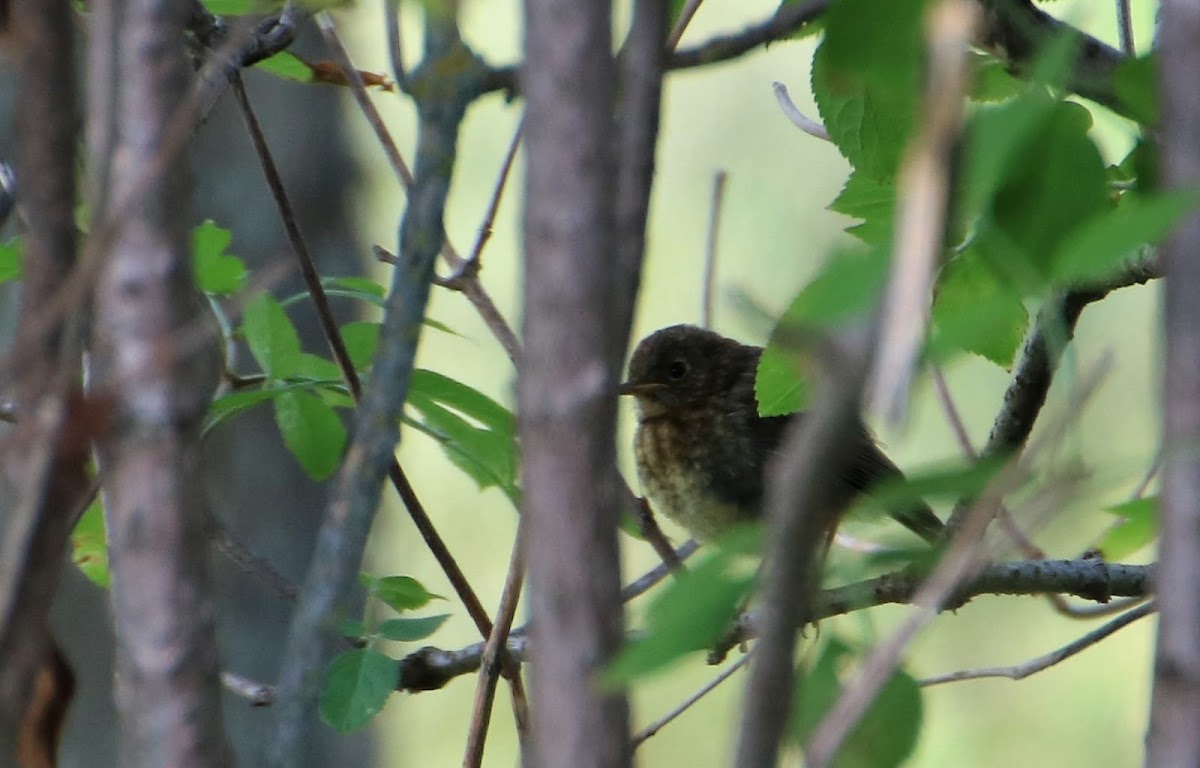 Robin (Juvenile)