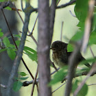 Robin (Juvenile)