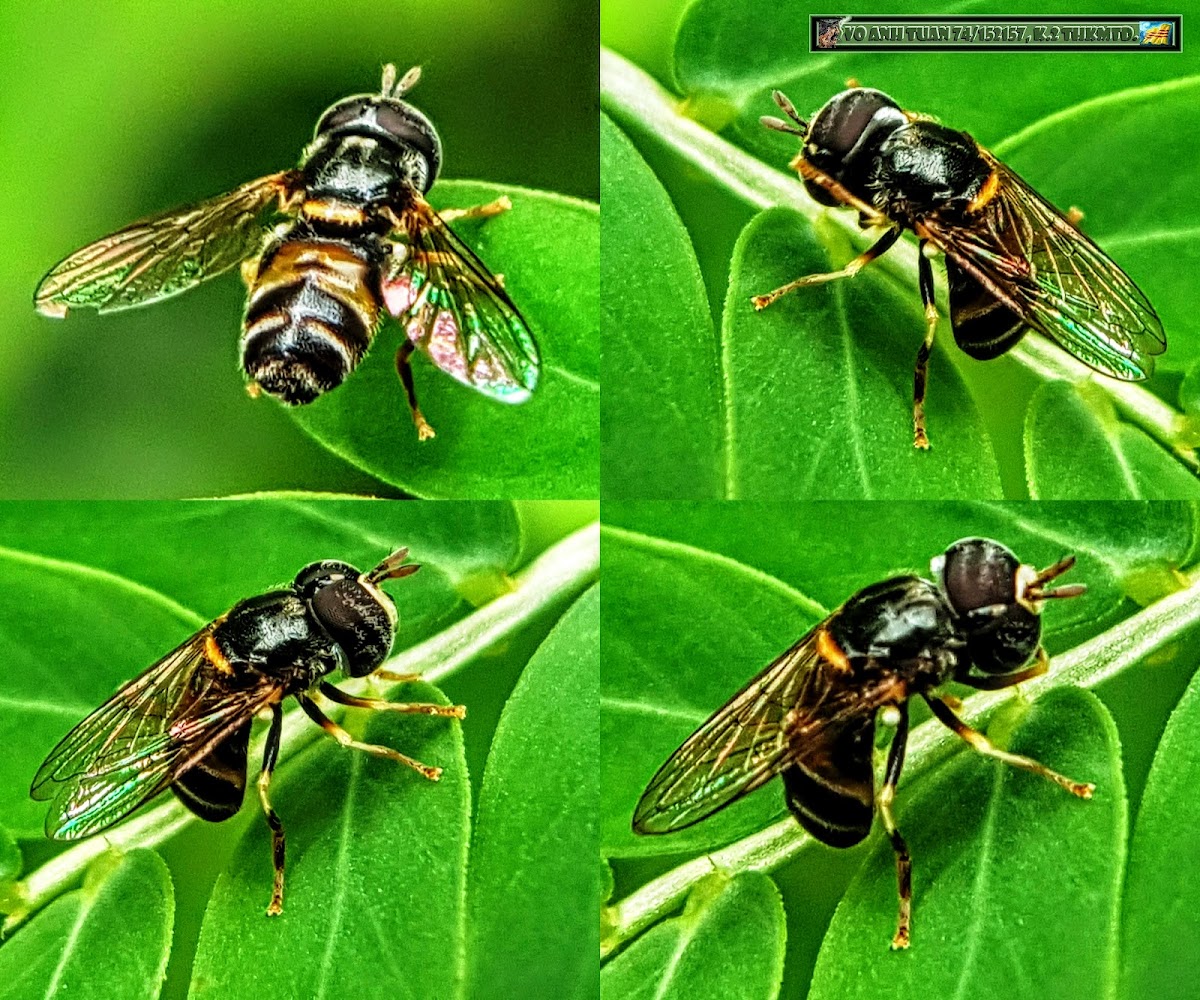 Grass Skimmer Fly & Chamber bitter