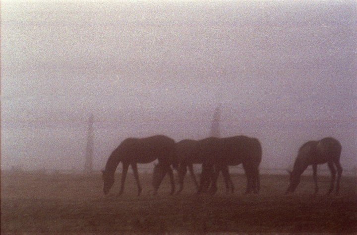 Cavalli nella nebbia di nericesco