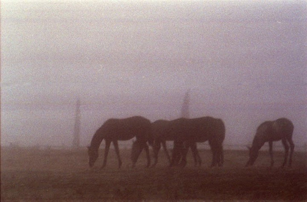 Cavalli nella nebbia di nericesco