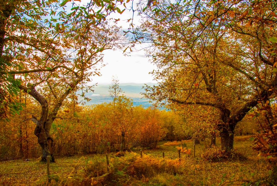 Un'autunno giallo di Feferica