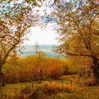 Un'autunno giallo di 