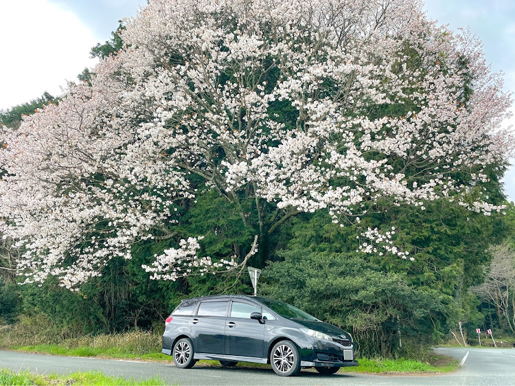 ウィッシュの桜と愛車・桜とコラボ・車が帰ってこない・モンハン買いましたに関するカスタム事例の投稿画像1枚目