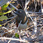 Eastern Towhee