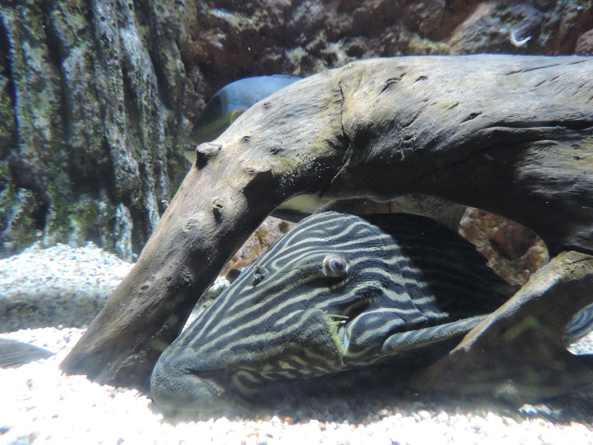 Xingu platinum Pleco