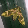 Oleander Hawk-moth