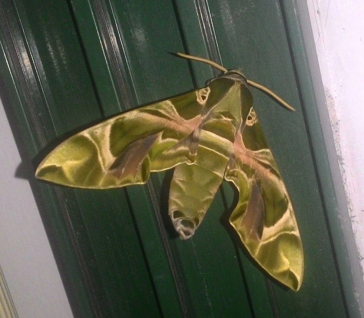 Oleander Hawk-moth