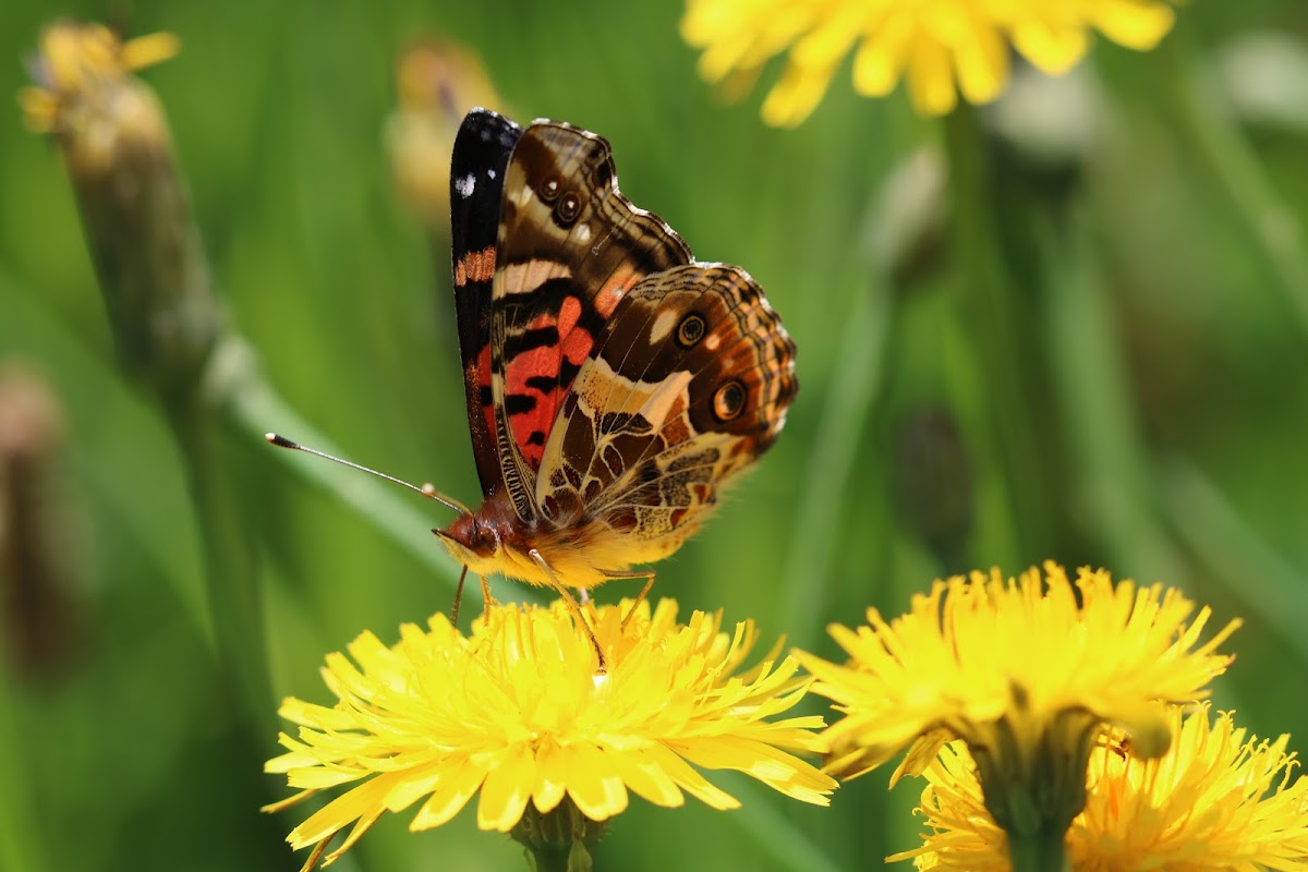 Painted Lady