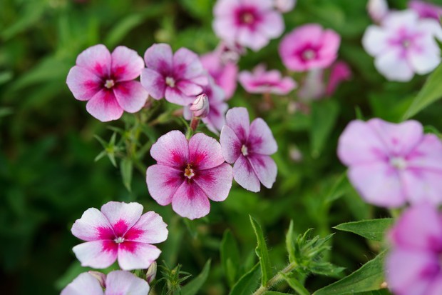 Phlox drummondii 'Cranberry and Cream'