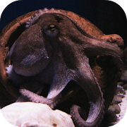 Octopus 2 wallpaper  Icon