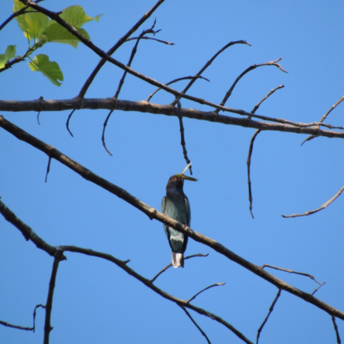 Oriental dollarbird