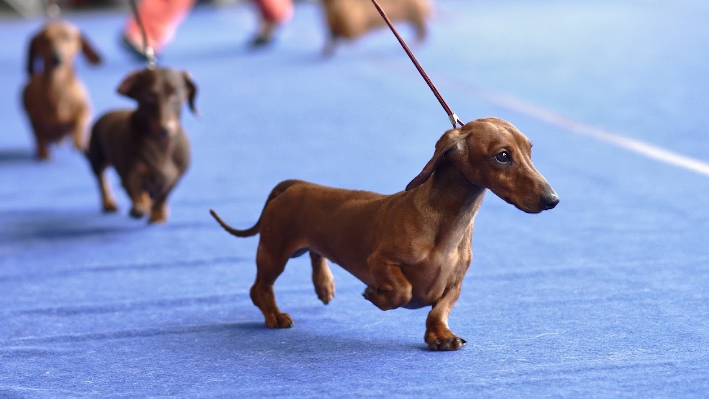 Watch The Westminster Pre Show live