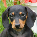 dachshund wallpaper Apk