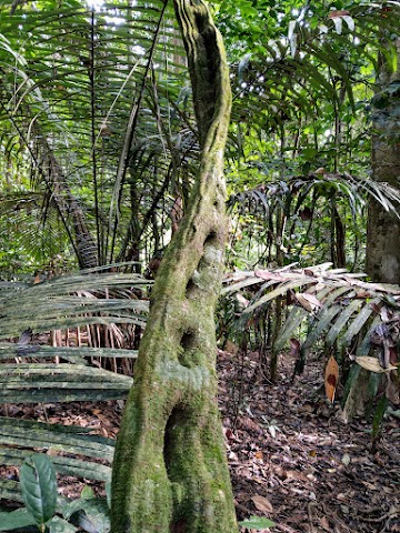 Bintang Hijau FOrest Reserve Dotted Vine