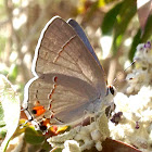 Gray Hairstreak