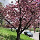 Okame Cherry Tree