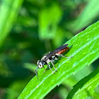 Mole Cricket Hunter