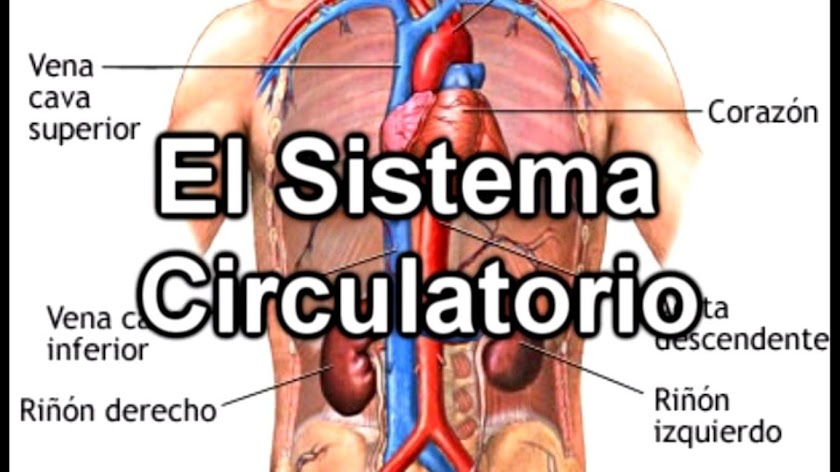 Sistema Circulatorio Screen 1