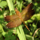 Grasshawk dragonfly