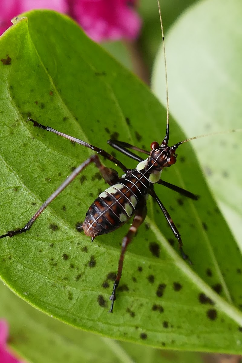 32-Spotted Katydid (nymph)