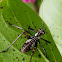 32-Spotted Katydid (nymph)