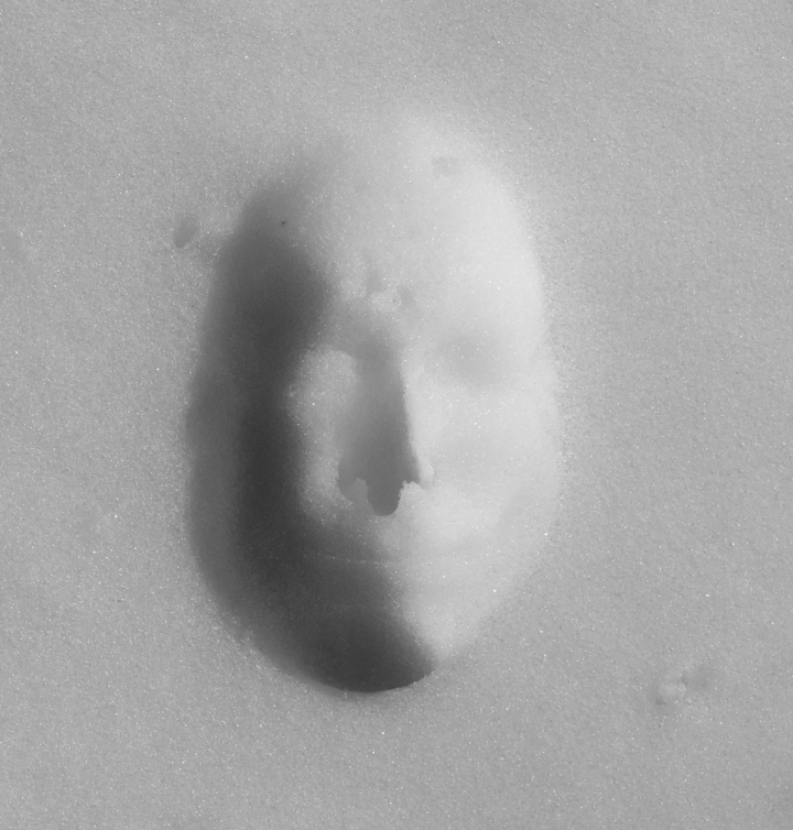 Snowface di anser