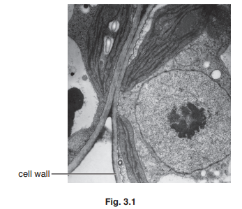 Light microscopic views and pictorial identification of plant and animal cells