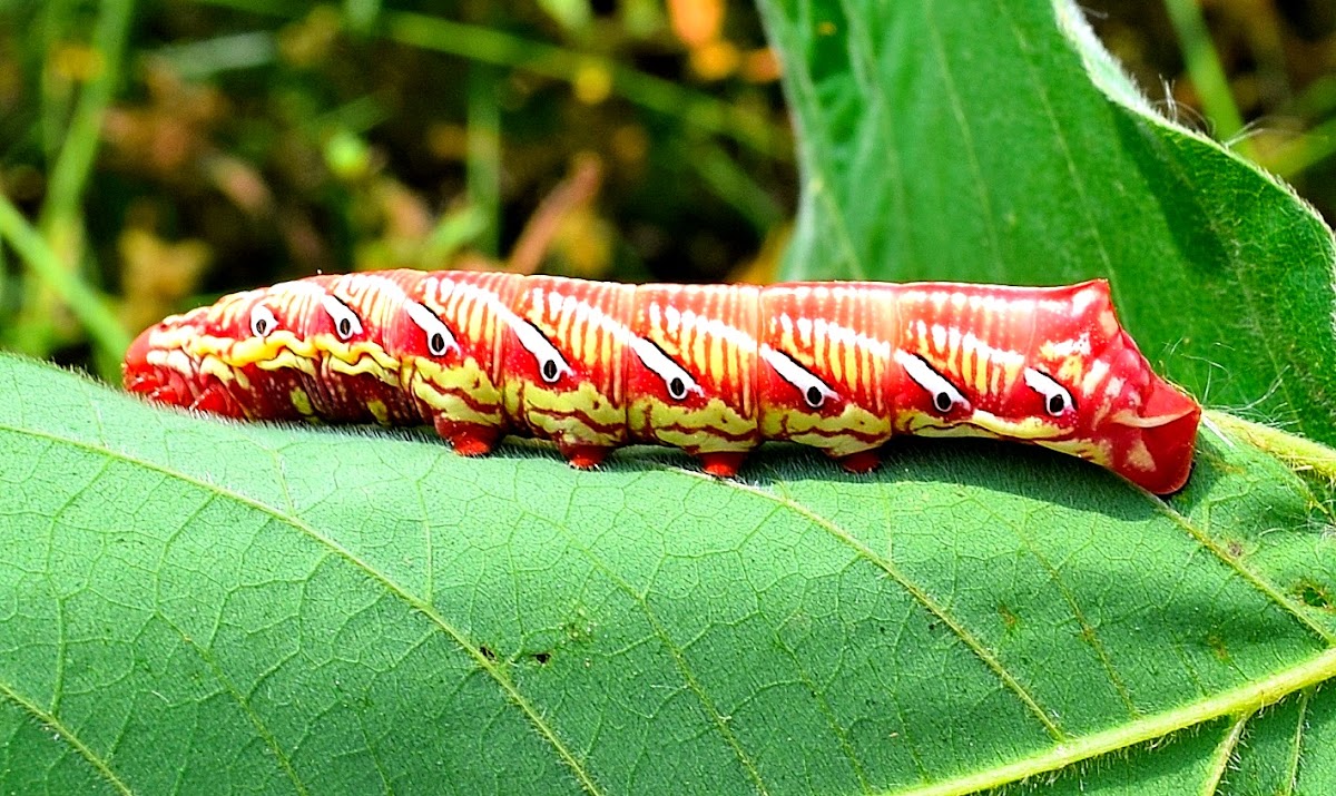 Banded Sphinx Caterpillar