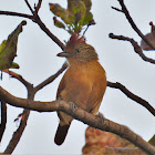 Barred Antshrike