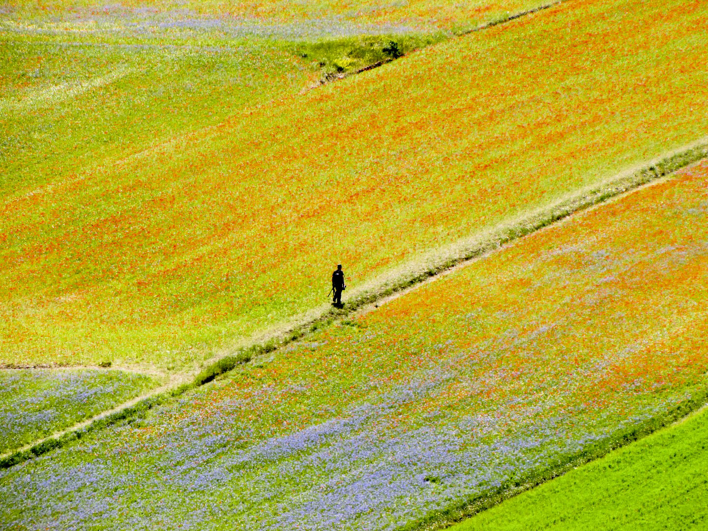 Sperduto tra i campi di leorol